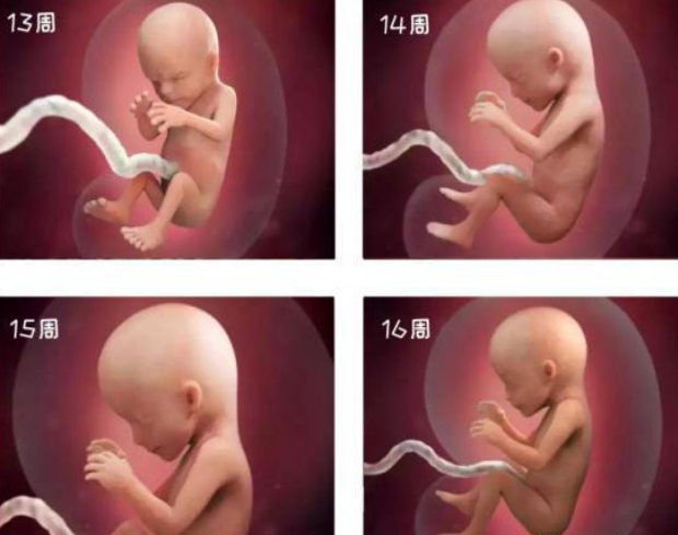 胎儿发育过程图 每周图片