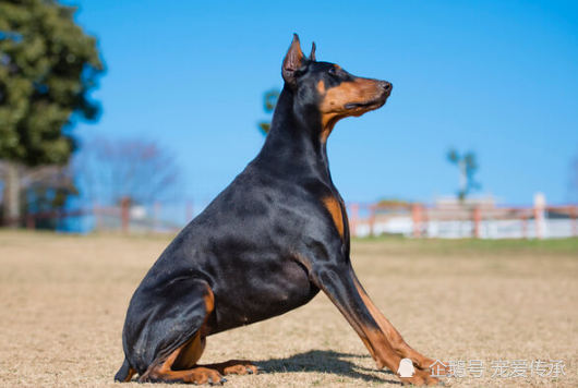 这3种犬原产于猛犬世家 如今是军犬中的 排头兵 世界和平捍卫者 腾讯新闻