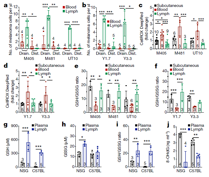 癌细胞|淋巴居然是“奸细”？Nature揭示淋巴如何帮助癌细胞转移
