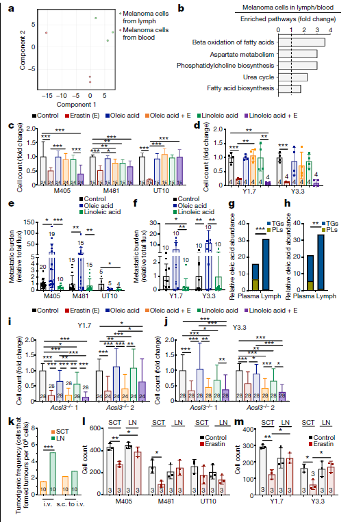 癌细胞|淋巴居然是“奸细”？Nature揭示淋巴如何帮助癌细胞转移