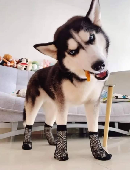 给哈士奇穿上丝袜狗子表情亮了20万装修等着你