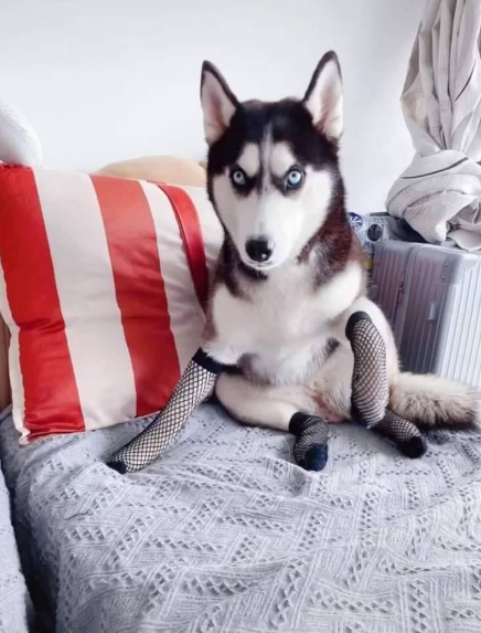 给哈士奇穿上丝袜狗子表情亮了20万装修等着你