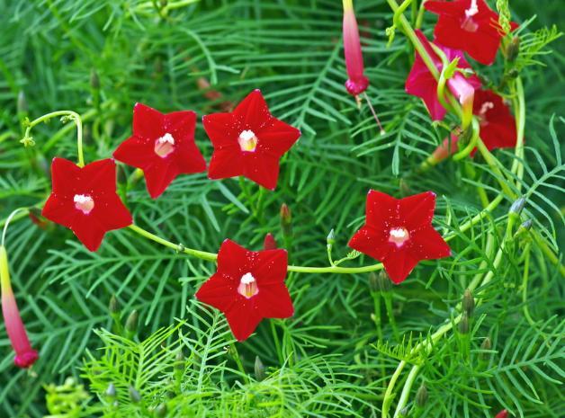 家里有阳台 一定要种棵 五星花 长起来就能当窗帘 腾讯新闻
