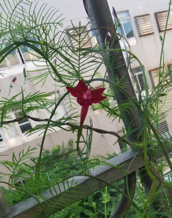 家里有阳台 一定要种棵 五星花 长起来就能当窗帘 腾讯新闻