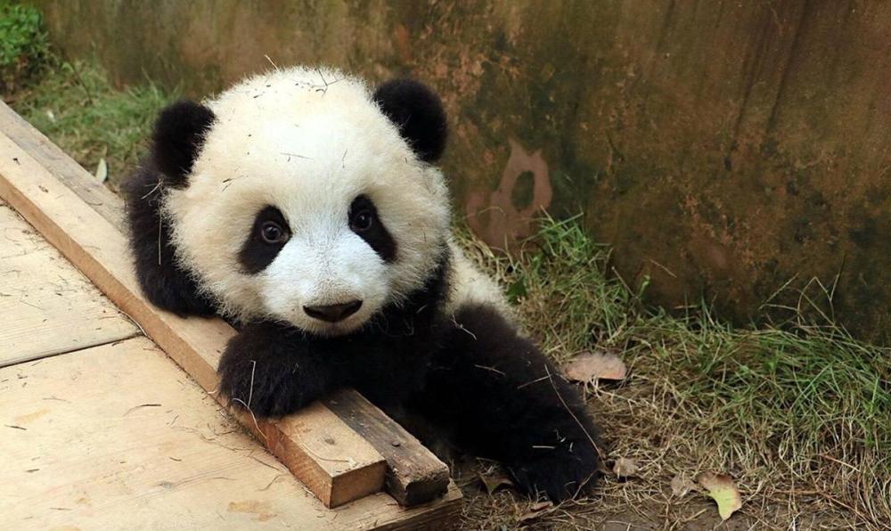 它们毛茸茸的样子让人甚是喜爱,不仅外表呆萌,熊猫的一举一动也正中