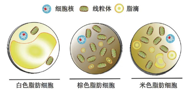 燃烧我们的卡路里,脂肪的前世今生|卡路里|棕色脂肪|脂肪细胞|细胞