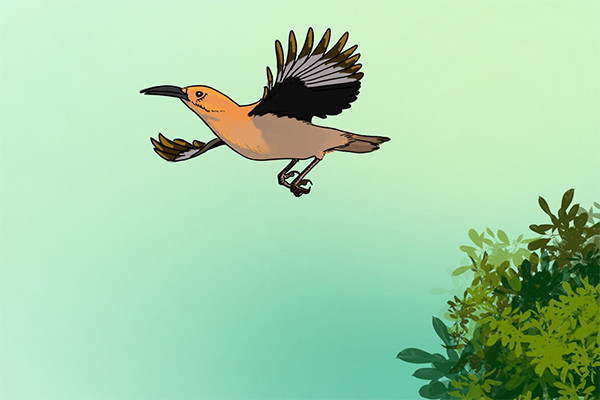 沙漠|在沙漠中奔跑的精灵——白尾地鸦