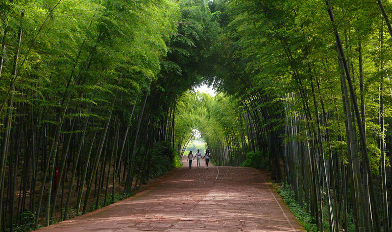 长宁竹海邀你来耍百张门票免费送