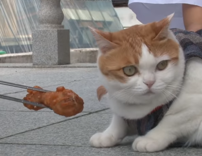 寺庙收养流浪猫 猫成功变和尚 不吃肉不杀生 每天蹲坐在佛堂 腾讯新闻