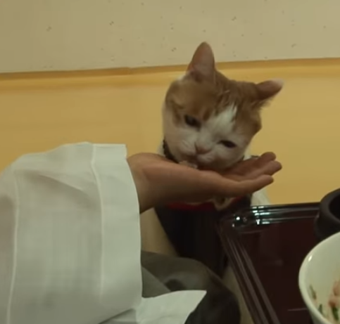 寺庙收养流浪猫 猫成功变和尚 不吃肉不杀生 每天蹲坐在佛堂 腾讯新闻