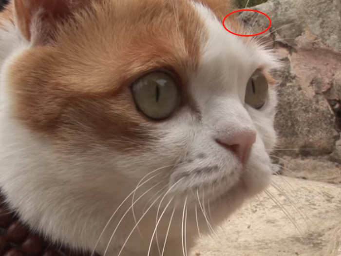 寺庙收养流浪猫 猫成功变和尚 不吃肉不杀生 每天蹲坐在佛堂 腾讯新闻