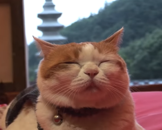 寺庙收养流浪猫 猫成功变和尚 不吃肉不杀生 每天蹲坐在佛堂 腾讯新闻