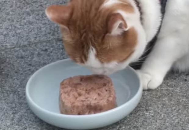 寺庙收养流浪猫 猫成功变和尚 不吃肉不杀生 每天蹲坐在佛堂 腾讯新闻