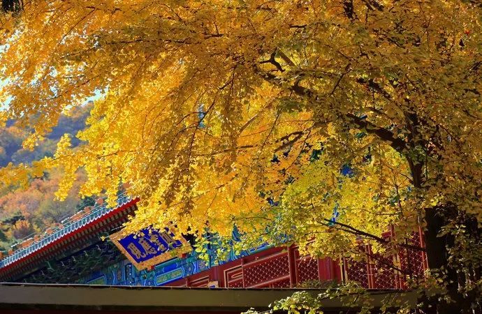 龙脊梯田|9、10月最适合去哪儿旅游？最佳旅游地都给你找来了！