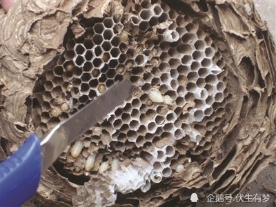 小孩淘气招惹土蜂,砸塌墙壁露出个巨型蜂窝,这下真捅马蜂窝了