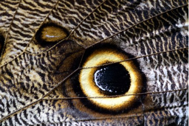 猫头鹰蝶|在牛屁股上画画，竟然可以保护它？