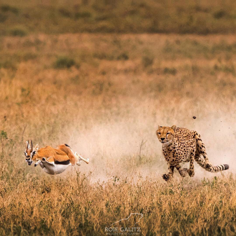 猫头鹰蝶|在牛屁股上画画，竟然可以保护它？