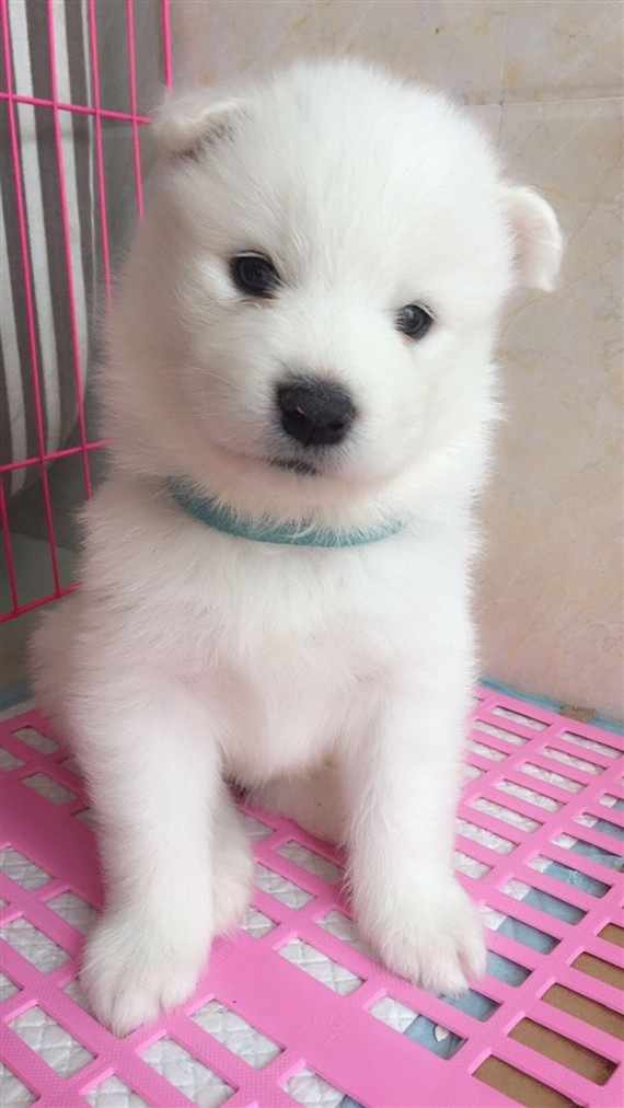 老爸买了只白色金毛女子一看狗的眼睛知道你爹是谁了