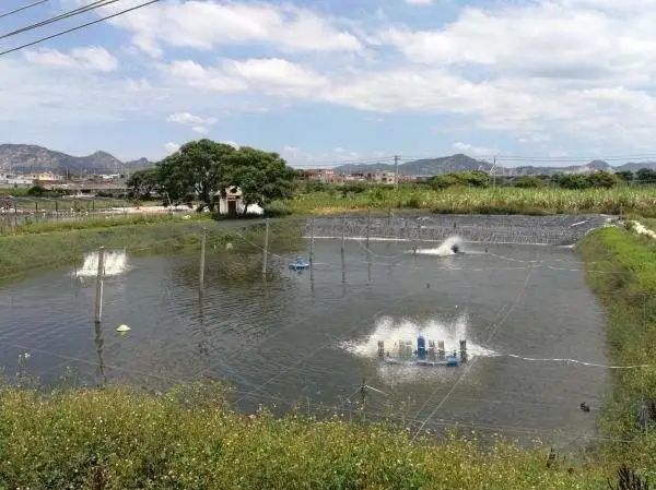 南美白对虾|入秋后，南美白对虾养殖面临哪些问题？养殖综合管理要做好