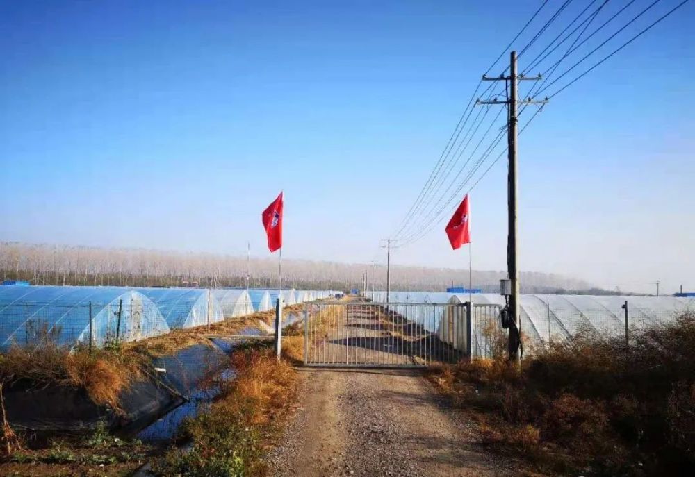 白对虾|小棚养虾“钱”景好，养殖期间的管理措施更应做好