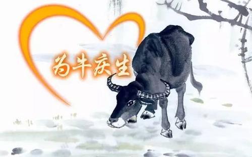 据说牛郎织女能够在鹊桥仙见面,牛郎的老牛立了大功!