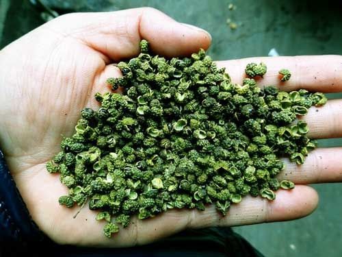 买花椒时 红花椒和青花椒选哪种 川菜师傅 差别大 别再乱买了 腾讯新闻