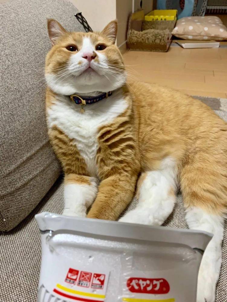 拍到橘猫偷吃东西的画面拿着证据质问它它却耍无赖