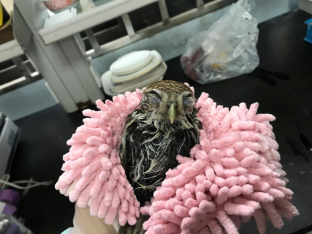 探秘猫头鹰学校 我不是人 乃毕业标准 南京红山森林动物园 猫头鹰 陈月龙