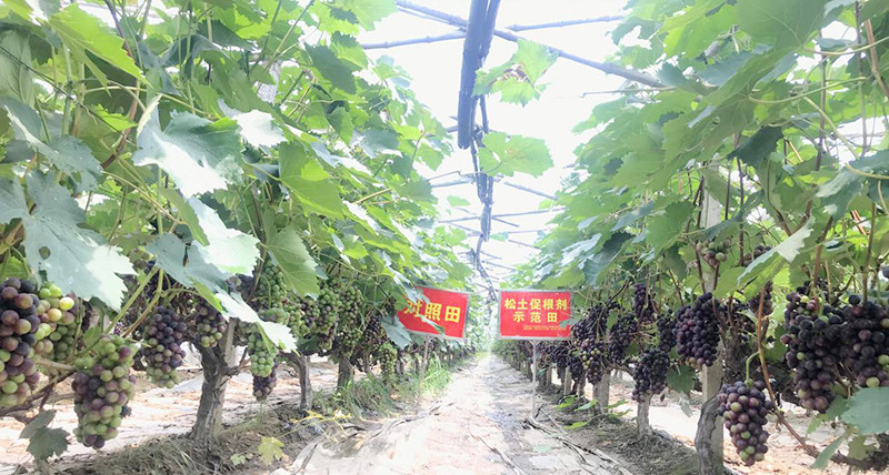 底肥|秋收将至，小麦底肥该怎么选？