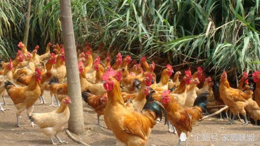 孵化|那些自己孵化鸡苗自己养殖的人，现在过得怎么样了？