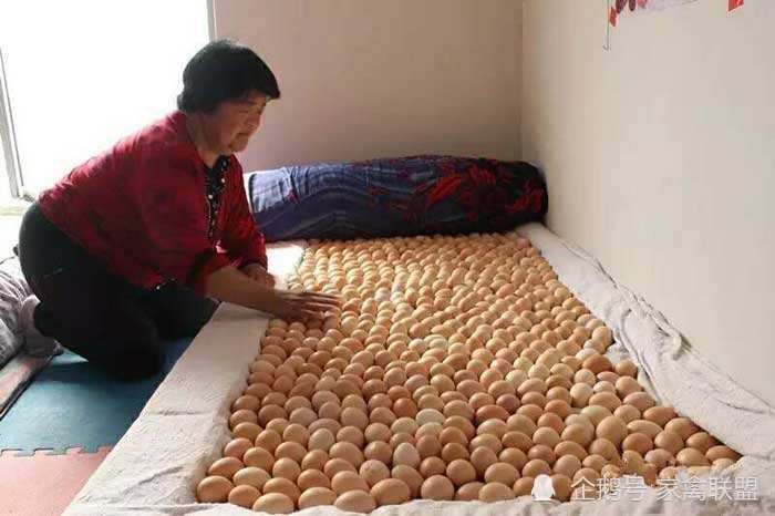 孵化|那些自己孵化鸡苗自己养殖的人，现在过得怎么样了？