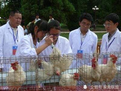 孵化|那些自己孵化鸡苗自己养殖的人，现在过得怎么样了？