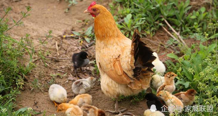 孵化|那些自己孵化鸡苗自己养殖的人，现在过得怎么样了？