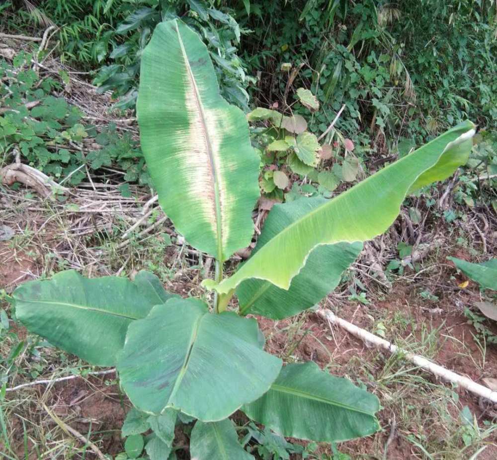 香蕉得了黑疫病怎么办及时防治是关键