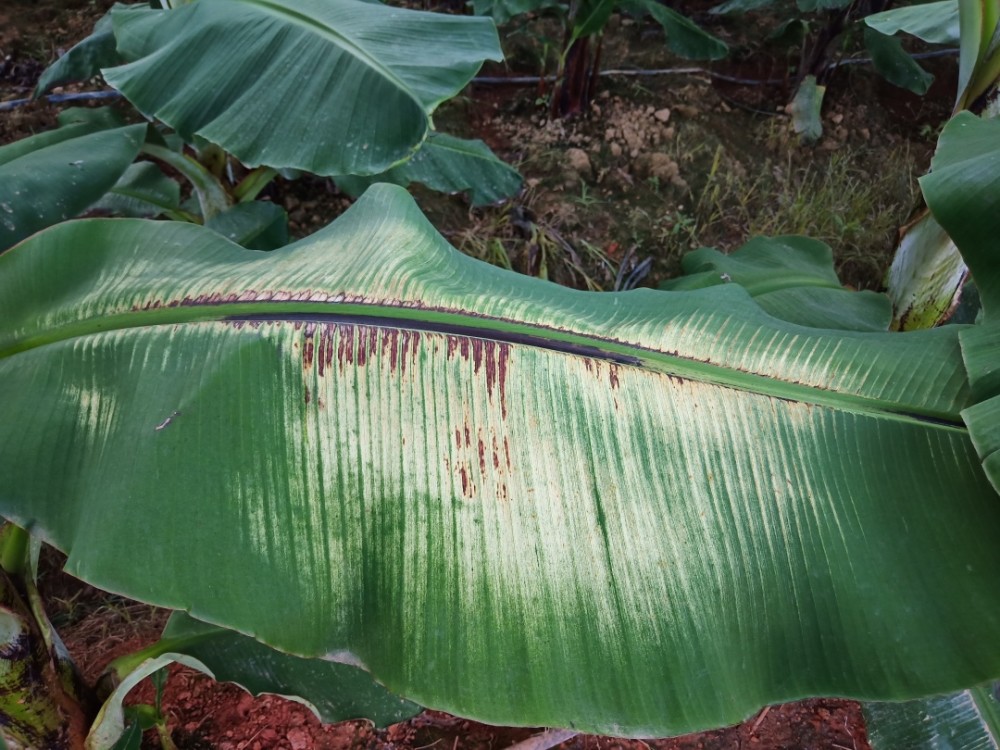 香蕉得了黑疫病怎么办及时防治是关键