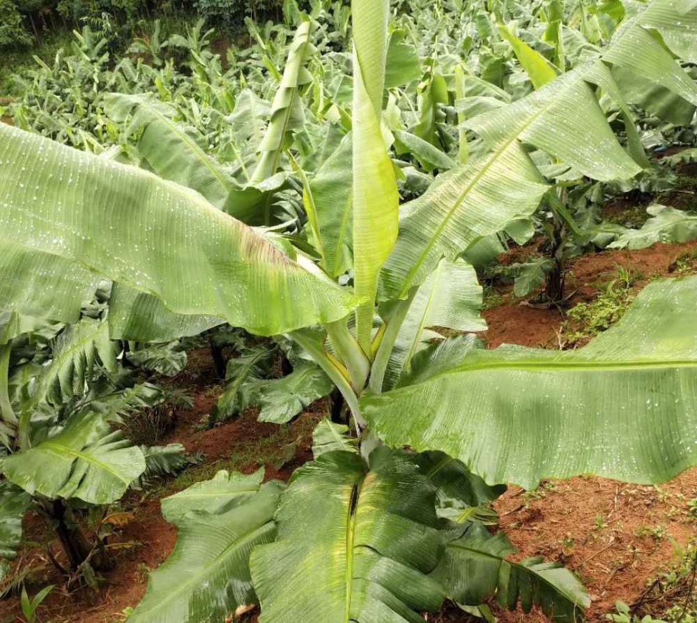 香蕉得了黑疫病怎么办及时防治是关键