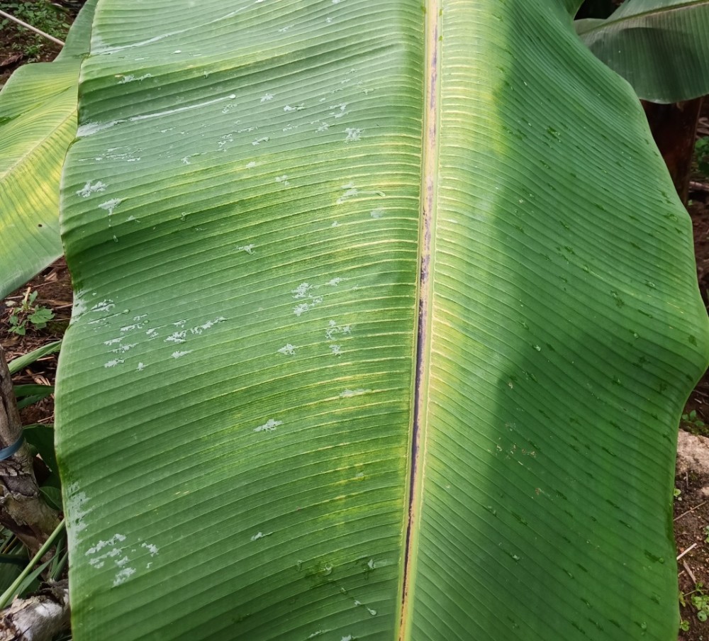 香蕉得了黑疫病怎么办及时防治是关键