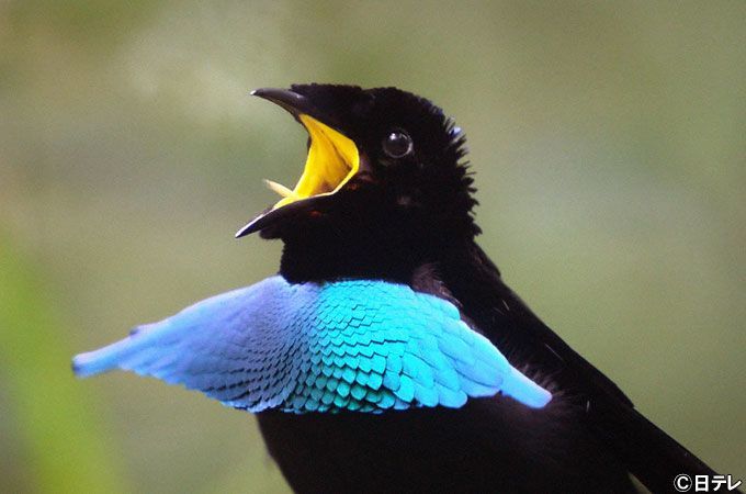 极乐鸟喜感的舞姿