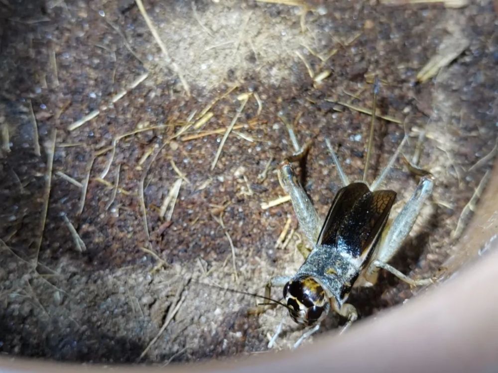 一只蛐蛐卖到11万元山东这个县城靠蛐蛐带来6亿元年产值