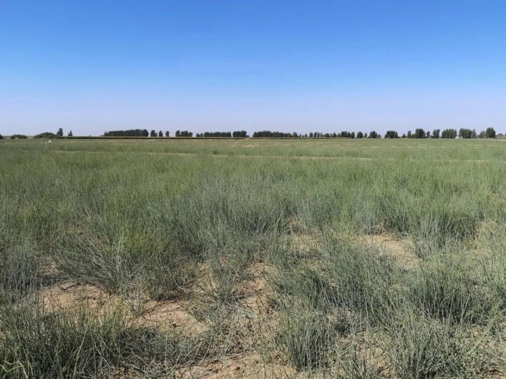 随着种植面积的不断扩大,麻黄已成为小西沟村群众致富增收响当当的
