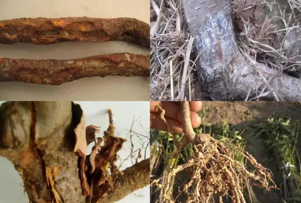 果树|果树要养根，做好这三件事，枝叶繁茂、果实质量高