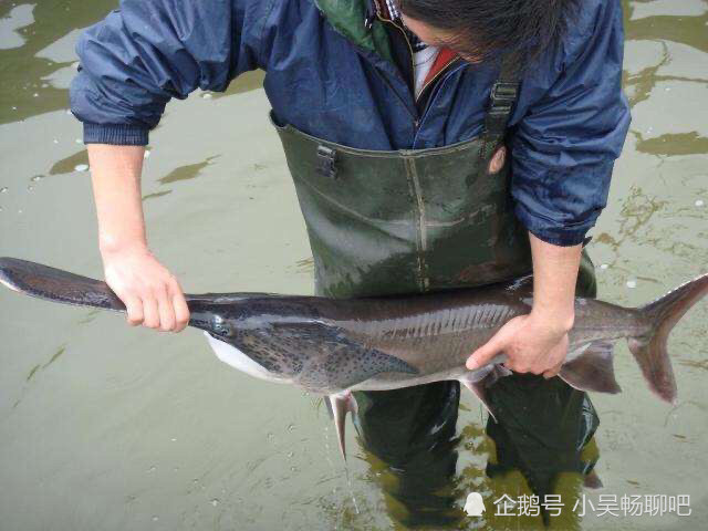 鸭嘴鱼上市市场40元一斤养殖户前景一片大好