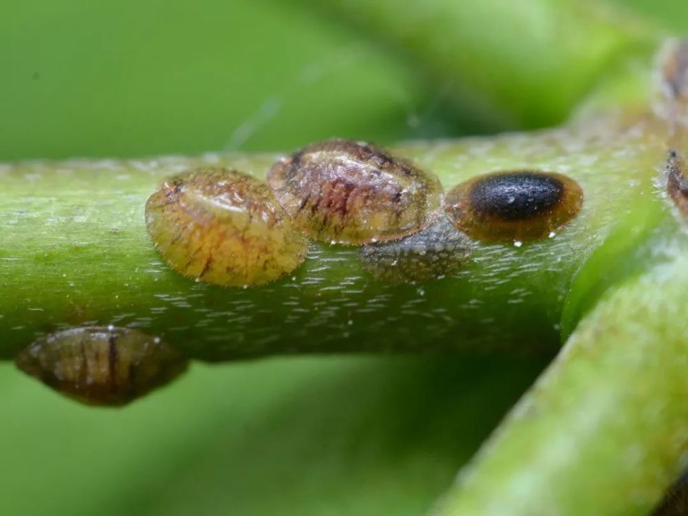 蚧壳虫成虫蚧壳虫的品种真的是非常多的,平常我们家里常见的蚧壳虫