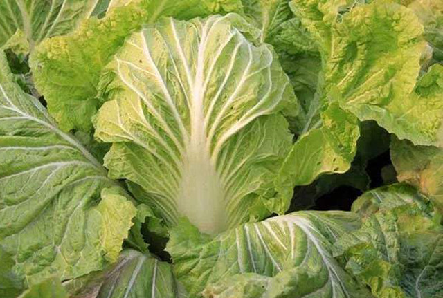 蔬菜|8月下旬，农村适合种植5种蔬菜，2-3个月收获，菜农们别错过