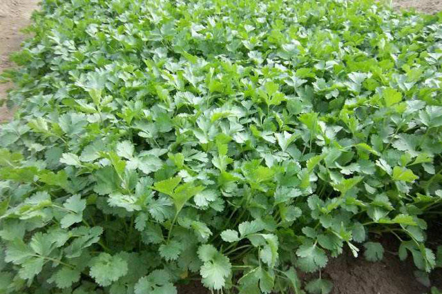 蔬菜|8月下旬，农村适合种植5种蔬菜，2-3个月收获，菜农们别错过