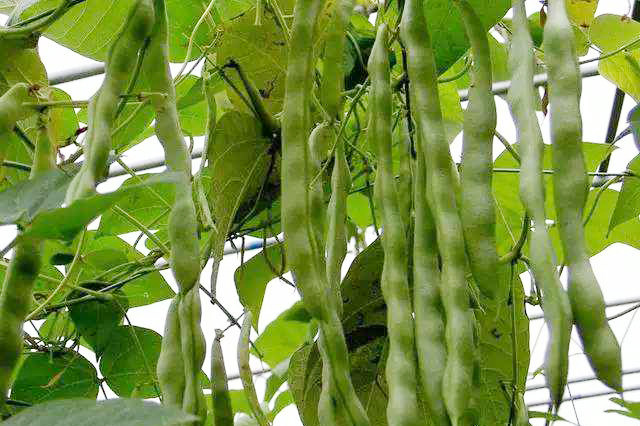 蔬菜|8月下旬，农村适合种植5种蔬菜，2-3个月收获，菜农们别错过