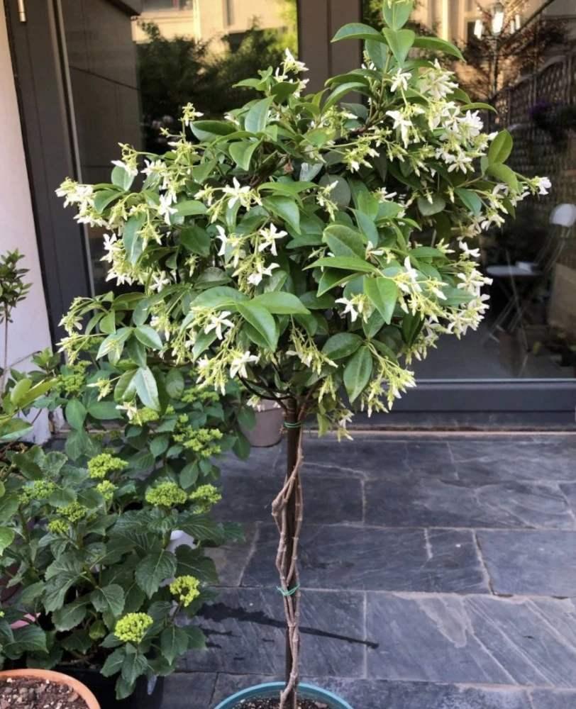 一种茉莉花真特殊花朵就像白色风车秋风吹过满树飘香