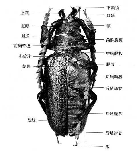 天牛结构简图图片