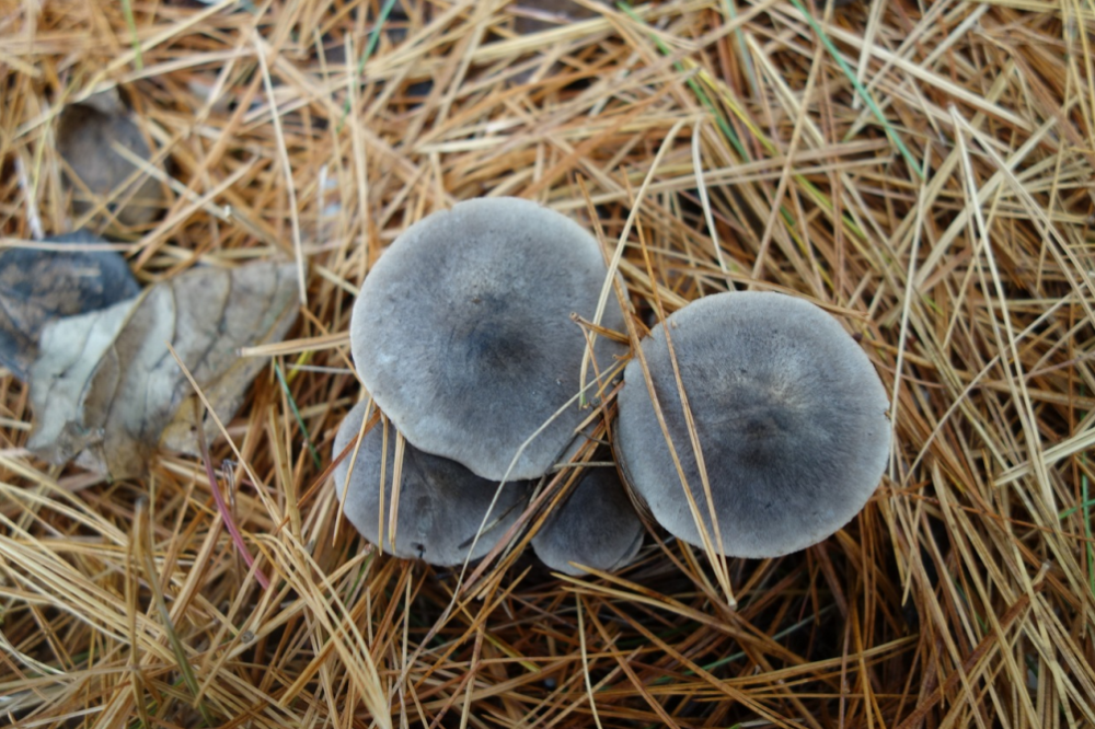 灰褐香蘑图片