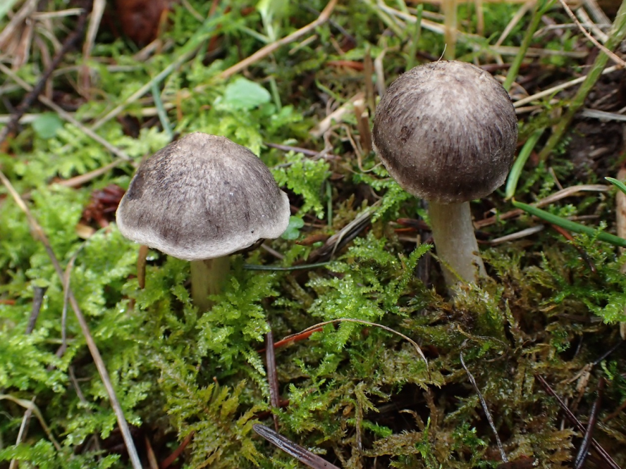 荒野维生野菜系列——棕灰口蘑